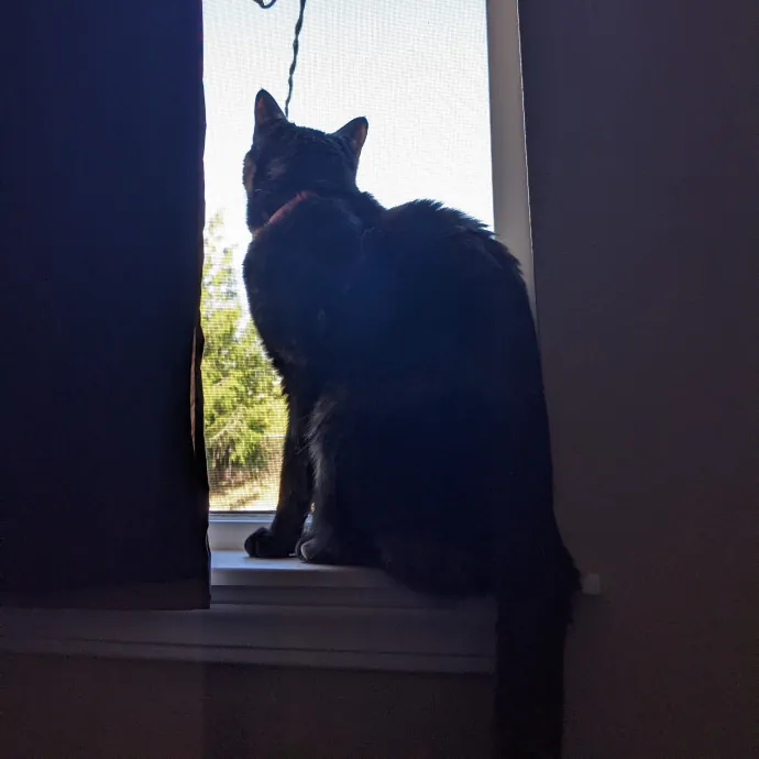 Multi- Cat Owner With More Love To Give- Cat Sitter - Tacoma