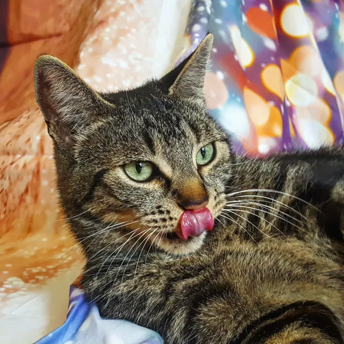 Multi- Cat Owner With More Love To Give- Cat Sitter - Tacoma