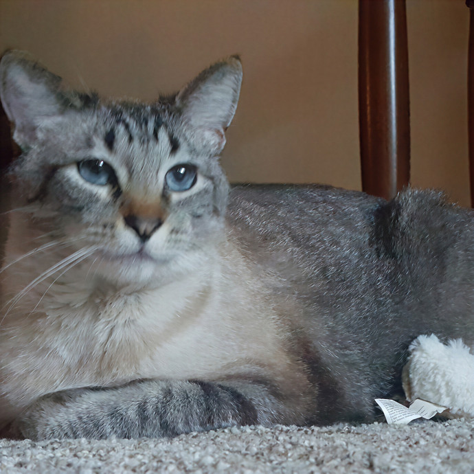 Multi- Cat Owner With More Love To Give- Cat Sitter - Tacoma