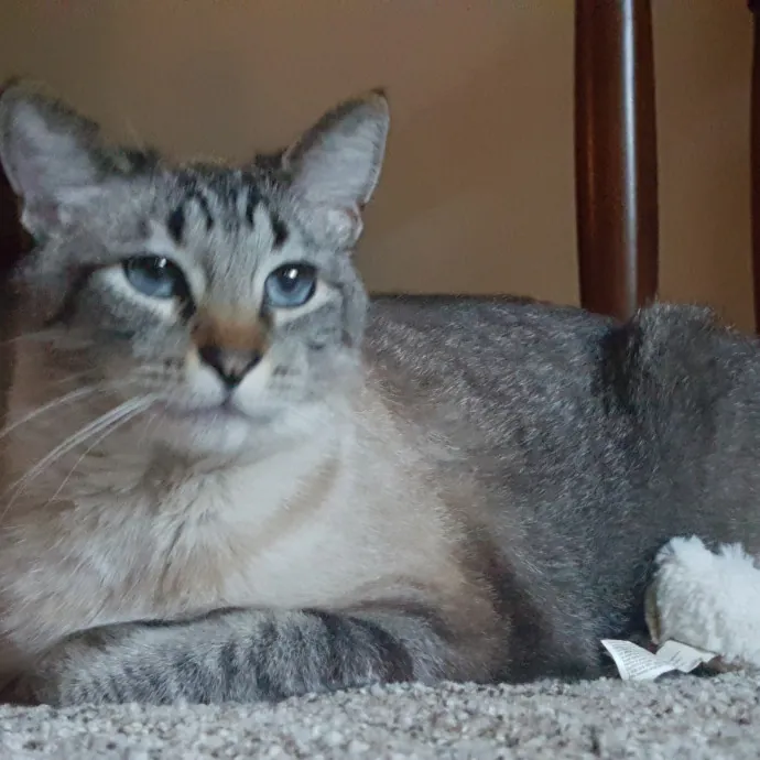 Multi- Cat Owner With More Love To Give- Cat Sitter - Tacoma