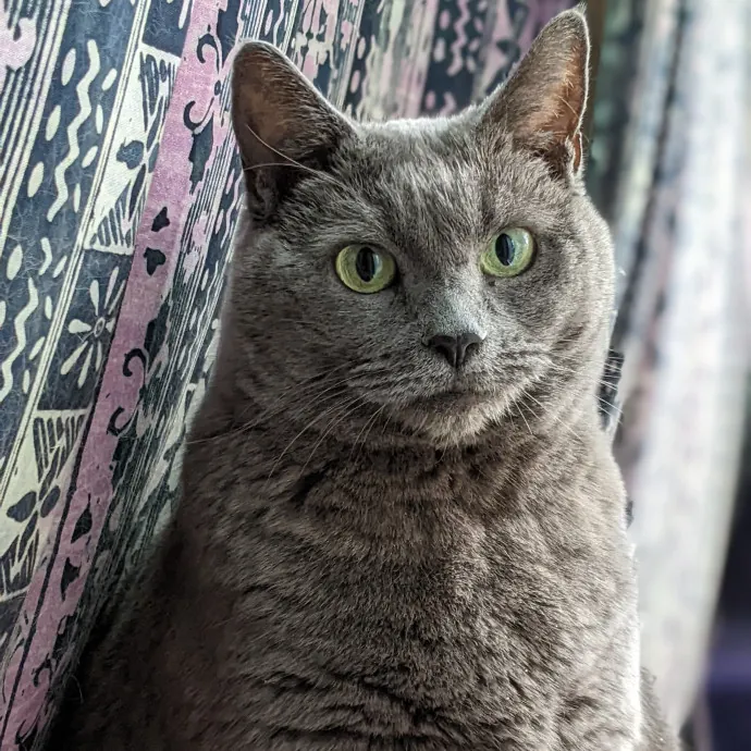 Multi- Cat Owner With More Love To Give- Cat Sitter - Tacoma