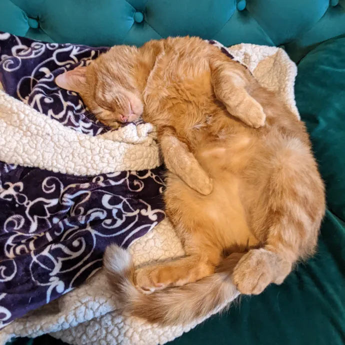 Multi- Cat Owner With More Love To Give- Cat Sitter - Tacoma