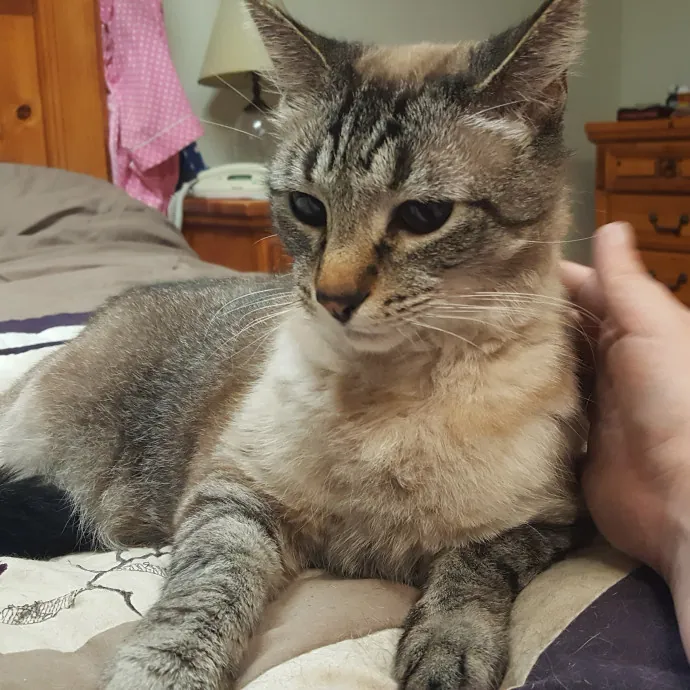 Multi- Cat Owner With More Love To Give- Cat Sitter - Tacoma