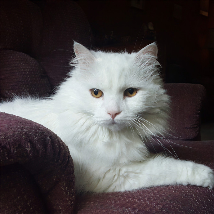 Multi- Cat Owner With More Love To Give- Cat Sitter - Tacoma