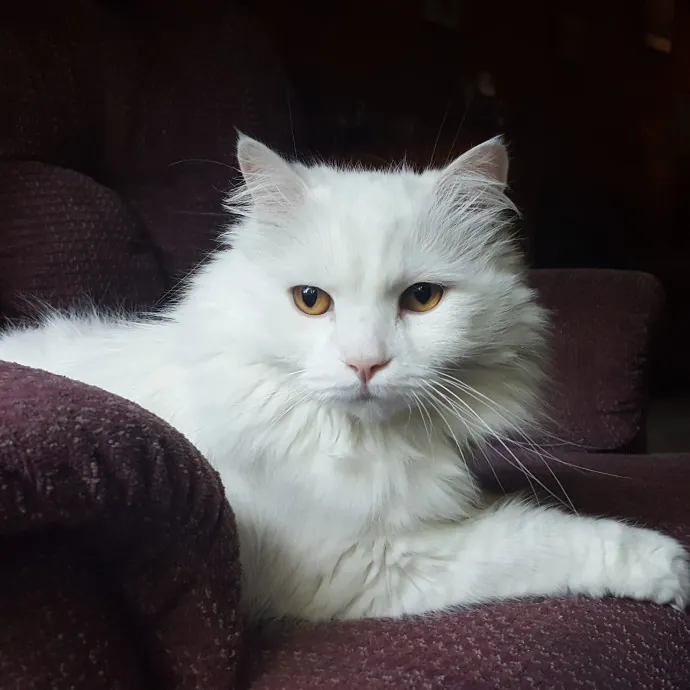 Multi- Cat Owner With More Love To Give- Cat Sitter - Tacoma