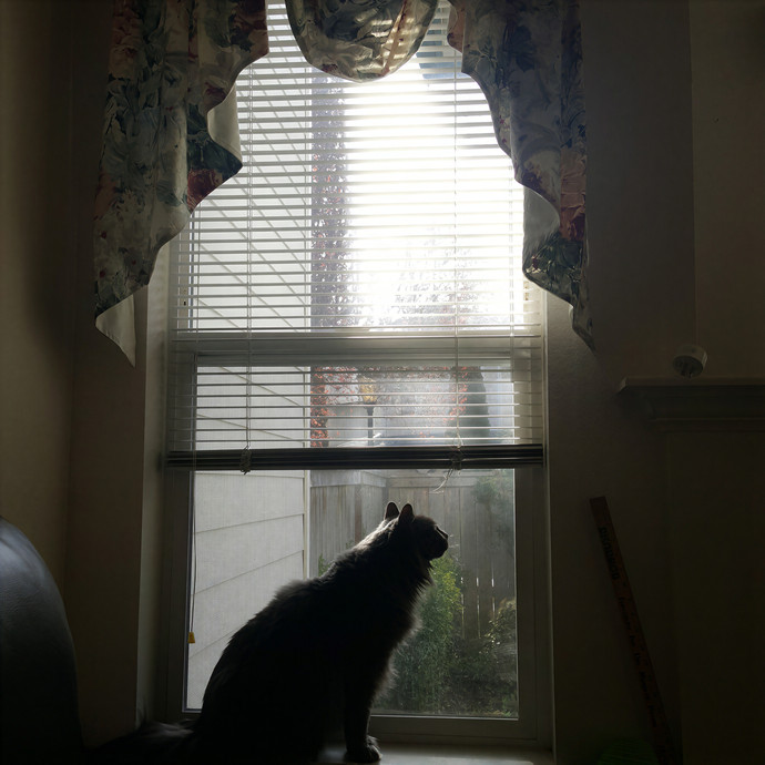 Multi- Cat Owner With More Love To Give- Cat Sitter - Tacoma