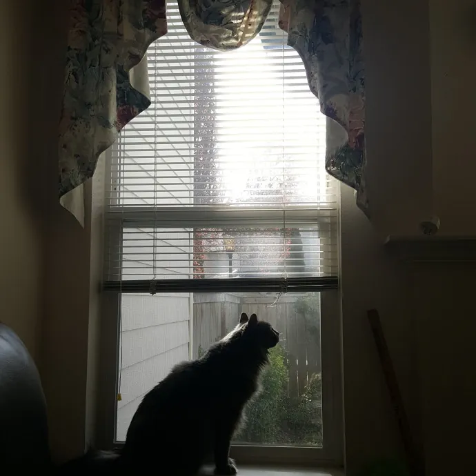 Multi- Cat Owner With More Love To Give- Cat Sitter - Tacoma