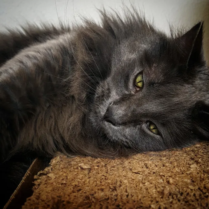 Multi- Cat Owner With More Love To Give- Cat Sitter - Tacoma