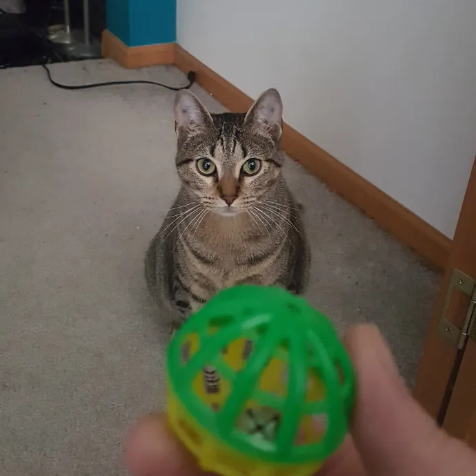 Multi- Cat Owner With More Love To Give- Cat Sitter - Tacoma