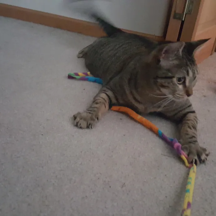 Multi- Cat Owner With More Love To Give- Cat Sitter - Tacoma