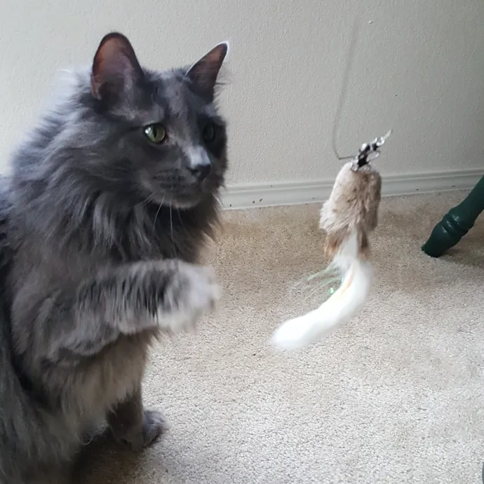 Multi- Cat Owner With More Love To Give- Cat Sitter - Tacoma