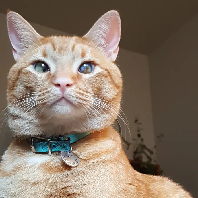 Multi- Cat Owner With More Love To Give- Cat Sitter - Tacoma