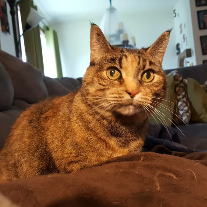 Multi- Cat Owner With More Love To Give- Cat Sitter - Tacoma