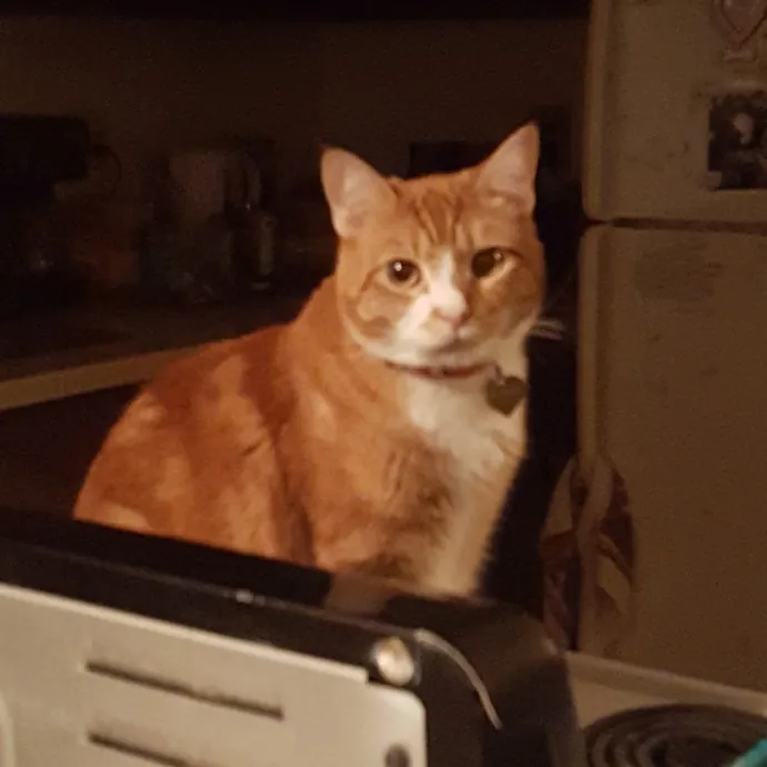 Multi- Cat Owner With More Love To Give- Cat Sitter - Tacoma