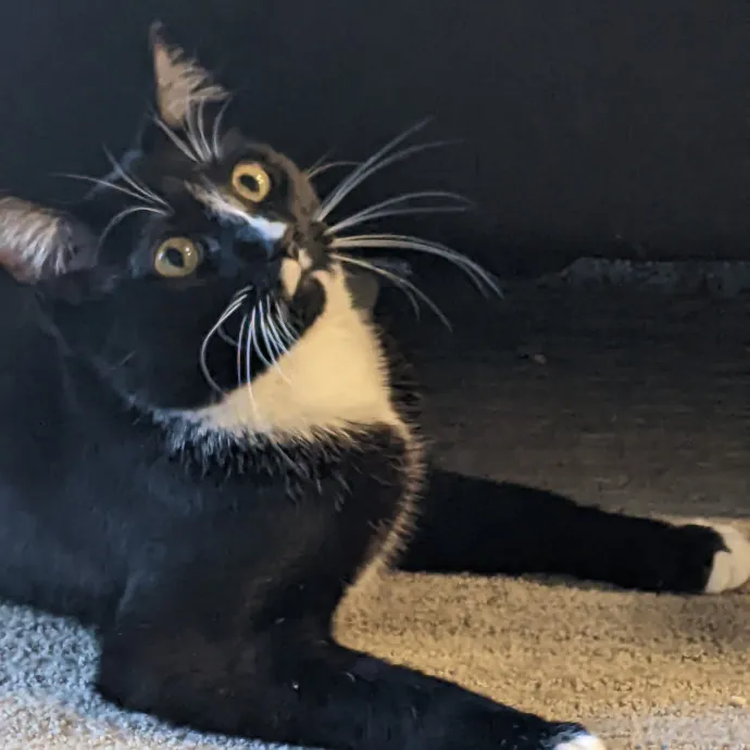 Multi- Cat Owner With More Love To Give- Cat Sitter - Tacoma