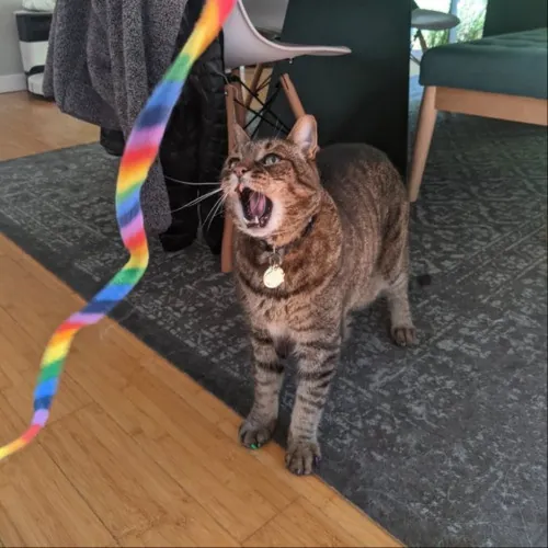 Multi- Cat Owner With More Love To Give- Cat Sitter - Tacoma