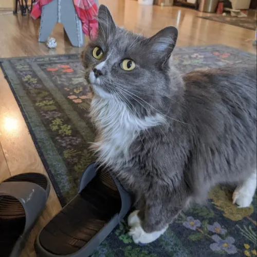 Multi- Cat Owner With More Love To Give- Cat Sitter - Tacoma