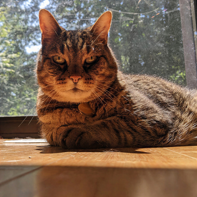 Multi- Cat Owner With More Love To Give- Cat Sitter - Tacoma