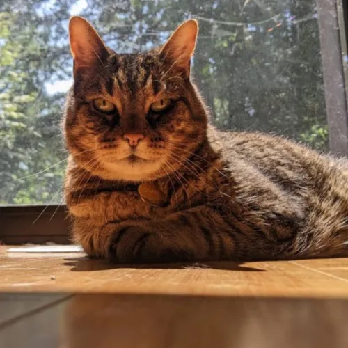 Multi- Cat Owner With More Love To Give- Cat Sitter - Tacoma