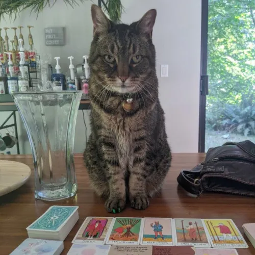 Multi- Cat Owner With More Love To Give- Cat Sitter - Tacoma