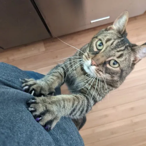 Multi- Cat Owner With More Love To Give- Cat Sitter - Tacoma