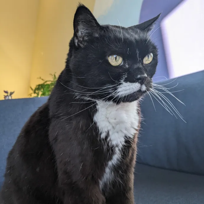 Multi- Cat Owner With More Love To Give- Cat Sitter - Tacoma