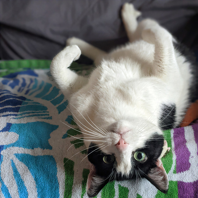Multi- Cat Owner With More Love To Give- Cat Sitter - Tacoma