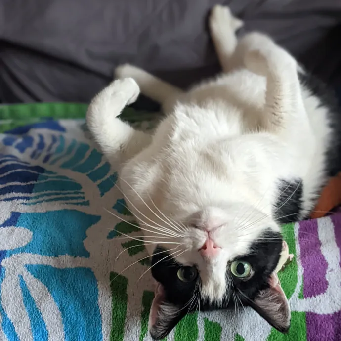 Multi- Cat Owner With More Love To Give- Cat Sitter - Tacoma