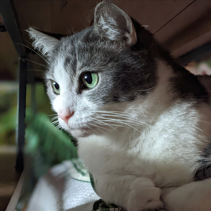 Multi- Cat Owner With More Love To Give- Cat Sitter - Tacoma