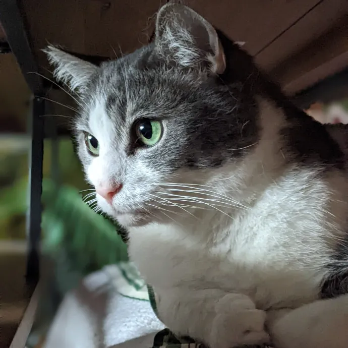 Multi- Cat Owner With More Love To Give- Cat Sitter - Tacoma