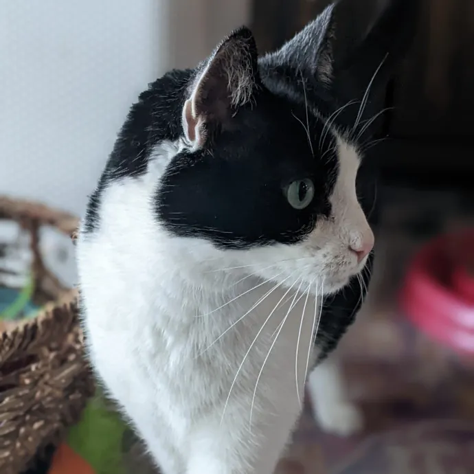 Multi- Cat Owner With More Love To Give- Cat Sitter - Tacoma