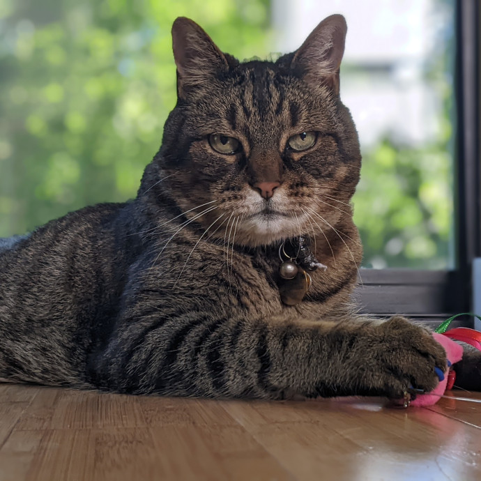Multi- Cat Owner With More Love To Give- Cat Sitter - Tacoma