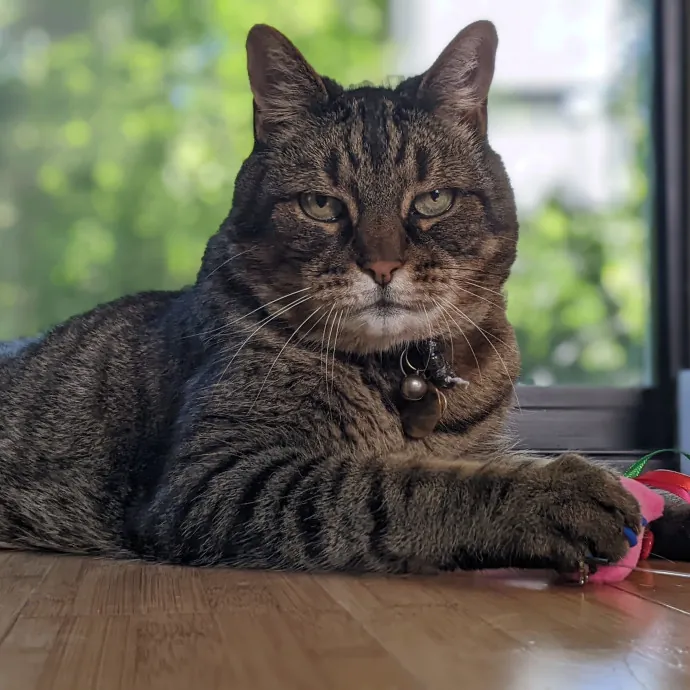 Multi- Cat Owner With More Love To Give- Cat Sitter - Tacoma