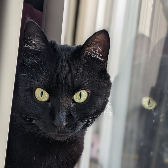 Multi- Cat Owner With More Love To Give- Cat Sitter - Tacoma