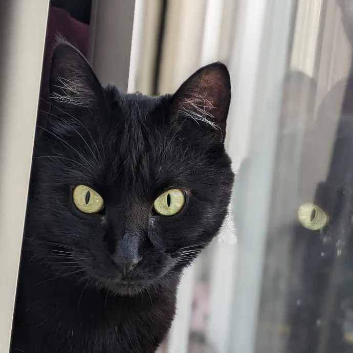 Multi- Cat Owner With More Love To Give- Cat Sitter - Tacoma