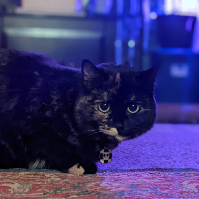 Multi- Cat Owner With More Love To Give- Cat Sitter - Tacoma