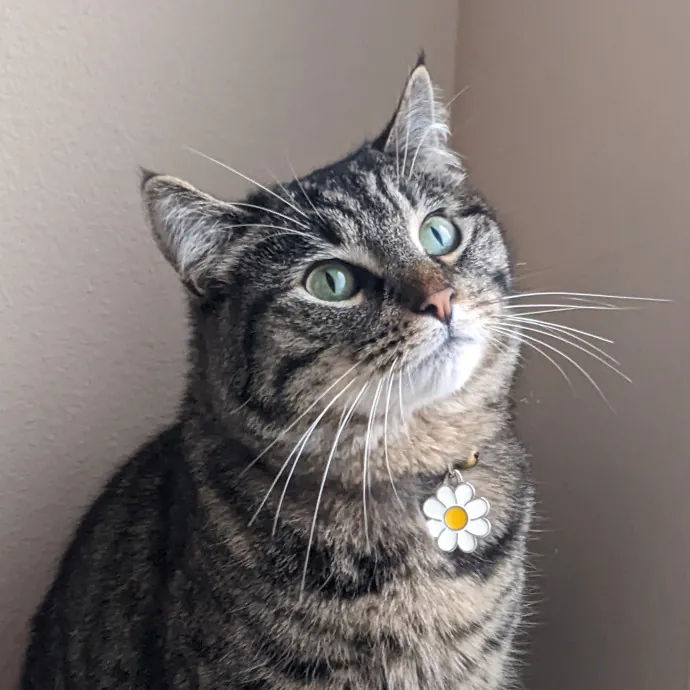 Multi- Cat Owner With More Love To Give- Cat Sitter - Tacoma