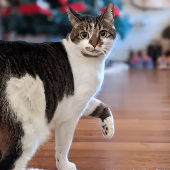 Multi- Cat Owner With More Love To Give- Cat Sitter - Tacoma