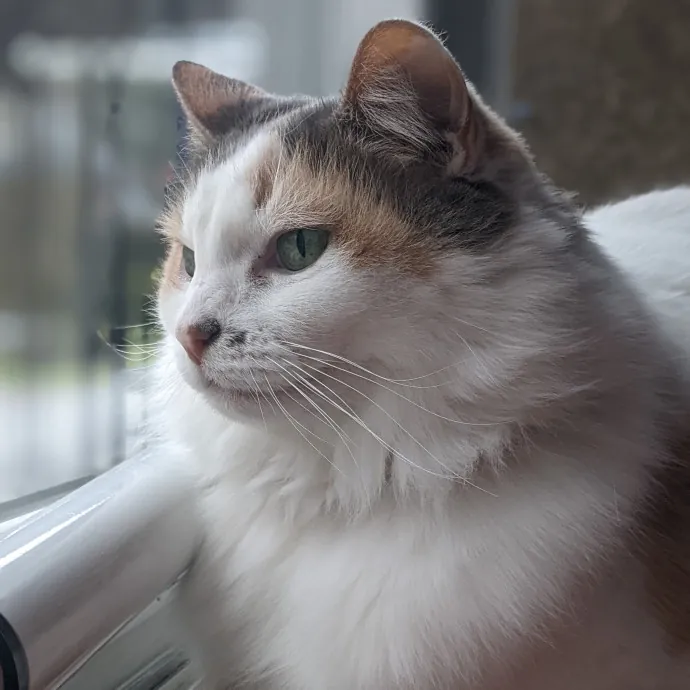 Multi- Cat Owner With More Love To Give- Cat Sitter - Tacoma