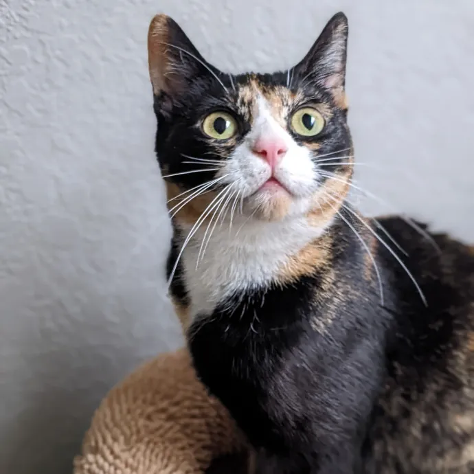 Multi- Cat Owner With More Love To Give- Cat Sitter - Tacoma