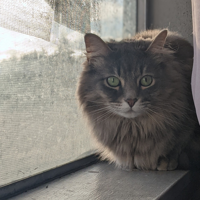 Multi- Cat Owner With More Love To Give- Cat Sitter - Tacoma