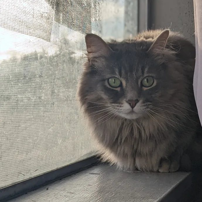 Multi- Cat Owner With More Love To Give- Cat Sitter - Tacoma