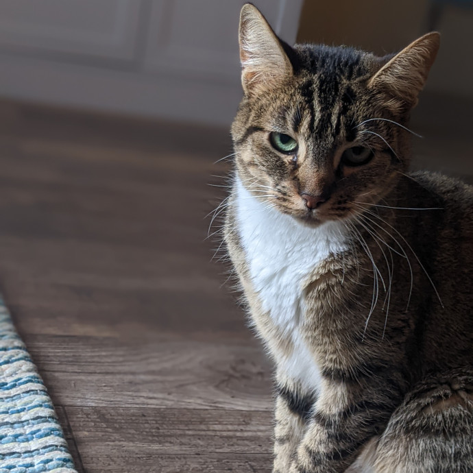Multi- Cat Owner With More Love To Give- Cat Sitter - Tacoma