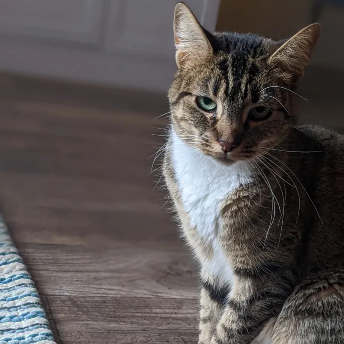 Multi- Cat Owner With More Love To Give- Cat Sitter - Tacoma