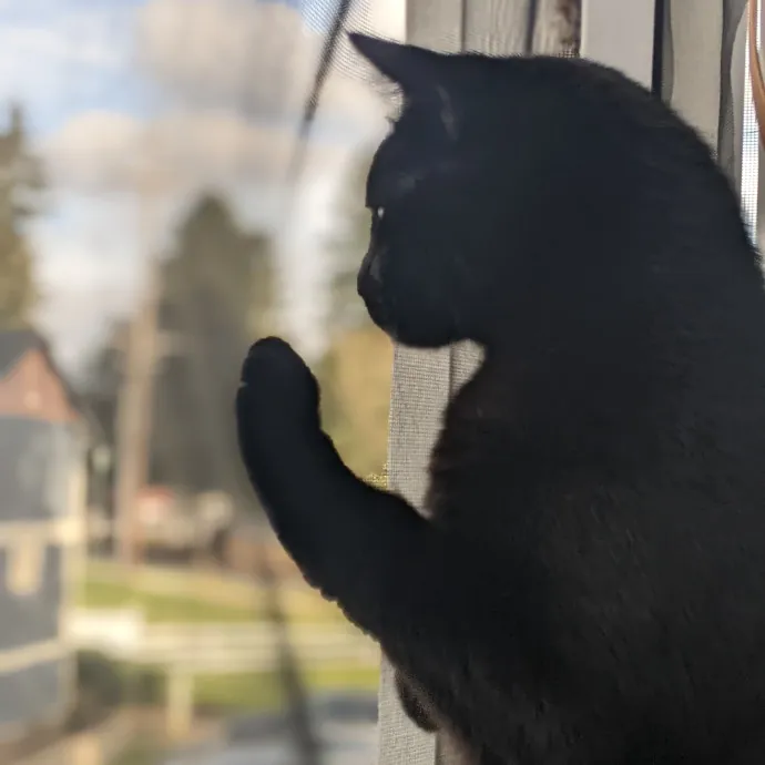 Multi- Cat Owner With More Love To Give- Cat Sitter - Tacoma