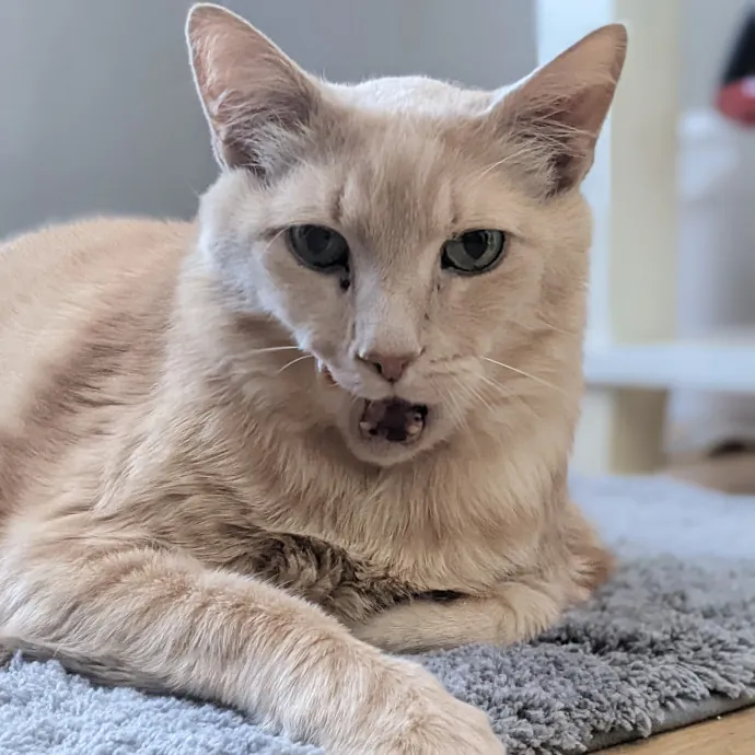 Multi- Cat Owner With More Love To Give- Cat Sitter - Tacoma