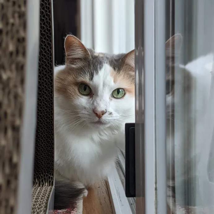 Multi- Cat Owner With More Love To Give- Cat Sitter - Tacoma