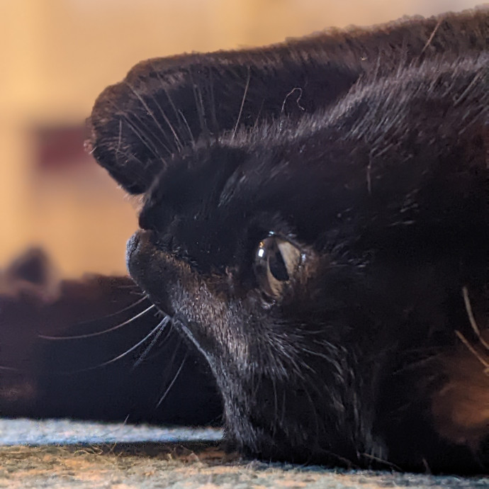 Multi- Cat Owner With More Love To Give- Cat Sitter - Tacoma