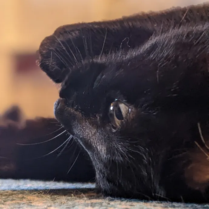 Multi- Cat Owner With More Love To Give- Cat Sitter - Tacoma