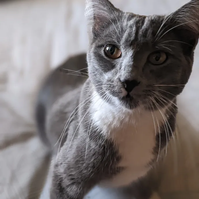 Multi- Cat Owner With More Love To Give- Cat Sitter - Tacoma